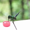 Green Thorntail ミドリトゲオハチドリ