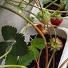 そろそろ庭仕事を始めないと🌱🌷
