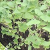般若身経（2）型か。養生法か