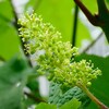 ピノノワールの花が咲いている