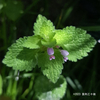 ヒメオドリコソウ Lamium purpureum