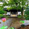 菩提寺の蓮の花など