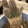 植え替え準備🌵