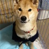 お客様ワンちゃん