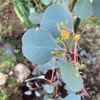 ユーカリ　ポポラスの植栽