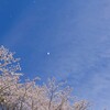 沢渡川の桜