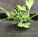 子ども向け（こどもむけ）　虫（むし）のきろく