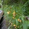 Epipactis thunbergii　カキラン