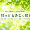 京都で出会う静かな青もみじ｜風の音を感じる新緑散歩