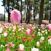 27万本が咲き乱れ！ひたち海浜公園はチューリップもすごかった！