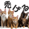 ハゲる猫っ毛とハゲない猫っ毛の違いは1つ。薄毛よさらば