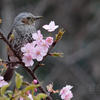 鵯（ヒヨドリ）