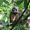 コスタリカの熱帯雨林でオンラインツアー・野生動物観察