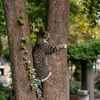 近隣繁華街のねこさん