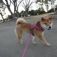 金曜日の柴犬・空海くんへ　♪　金妻ならぬ金犬？　☆彡　なんで～
