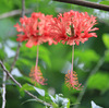 今日の誕生花「フウリンブッソウゲ」風鈴に似てる花姿のハイビスカス！