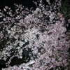 花見しながら小金井公園へランニングしに行ってみた。「衣通姫」が綺麗。（小金井市関野町）