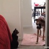 「猫が、怖くて･･･」通りたくても通れない犬たちの動画