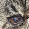 角膜黒色壊死症の猫ちゃんの一例