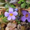 この花バコパと言うらしい？