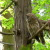 巣を見張るお母さんフクロウ