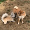 お泊りワンコ・アンジュ＾＾