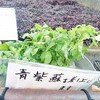 高尾山に行こうって思っていたけど空模様が少し怪しいので止めてカットサロンに行った。