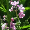 シナワスレナグサのピンクの花