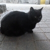 ◆黒猫達