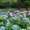 三ッ沢公園前のアジサイ