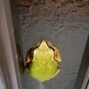 カエル