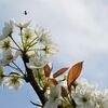 『 果樹の花 』