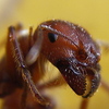 Big-headed Ant & Crazy Ant Control