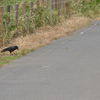 うつむくカラスとその後