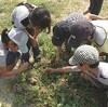 海浜植物をつかった環境学習