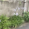 Agapanthus