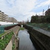 石神井川_西豊城橋～豊城橋_桜（東京都練馬区石）