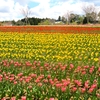 ひるがの高原・牧歌の里に咲いていた花たち ④（岐阜県郡上市）