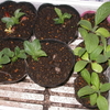 蚕豆とボリジの苗