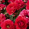 この赤いバラのインパクトは　The impact of this red rose is 〈230518〉四季の香ローズガーデンにて　At Shikinokaori(Four Seasons Incense) Rose Garden 