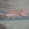 水中の魚からは人間が丸見え！？