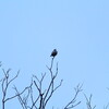 大阪城野鳥探鳥 2015/02/28 6:35-12:50