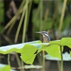 カワセミ・翡翠・カワハス🐤