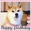 柴犬麦　７歳になりました！