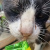 帰り🐈。