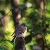 鳥納め・・は、まだ早いっ（笑）