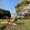 緑じゃなくっちゃ