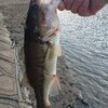 春の訪れ前の釣行で傷だらけのブラックバスと出合った管理人