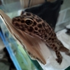 うちのオールスター