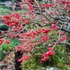 「佐久の季節便り」、「梅擬（うめもどき）」の実も、氷雨に濡れて…。